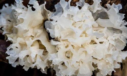 哺乳期发现胳肢窝长了个小硬包网- 哺乳期发现胳肢窝长了个小硬包怎么回事知识,分享哺乳期胳膊窝有硬块