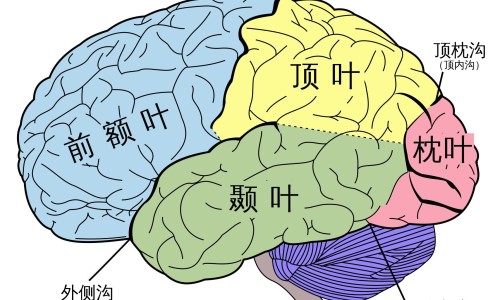 哺乳期发现胳肢窝长了个小硬包网- 哺乳期发现胳肢窝长了个小硬包怎么回事知识,分享哺乳期胳膊窝有硬块